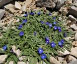 Bogata-flora