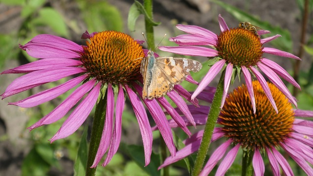 ameriski_slamnik_zdravilo