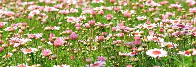roze