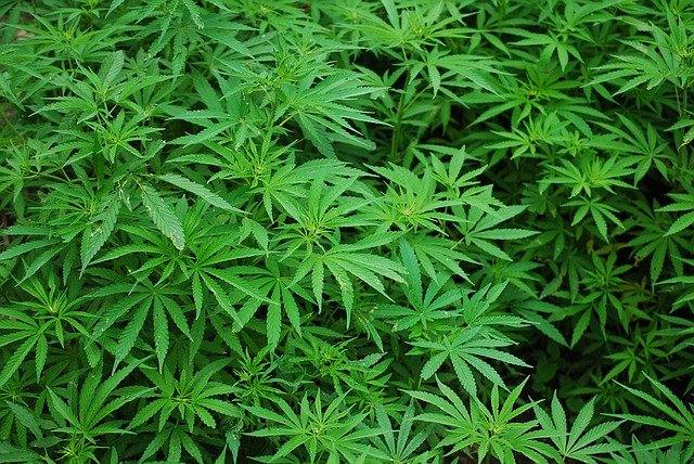 marihuana thc roza