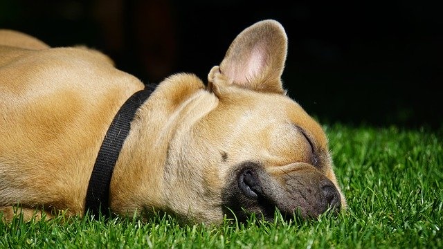 francoski buldog spanje