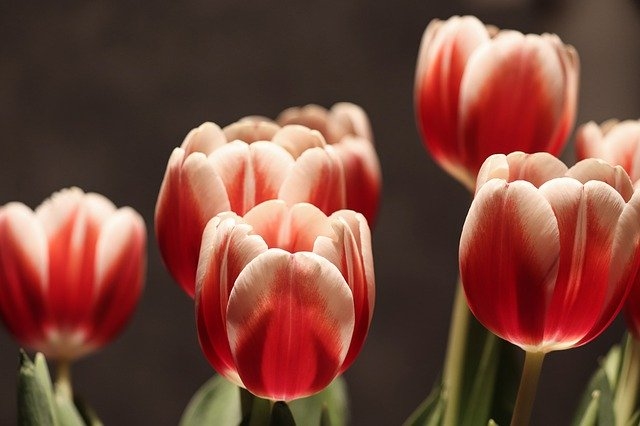 osebnostna rast zadovoljstvo tulipan