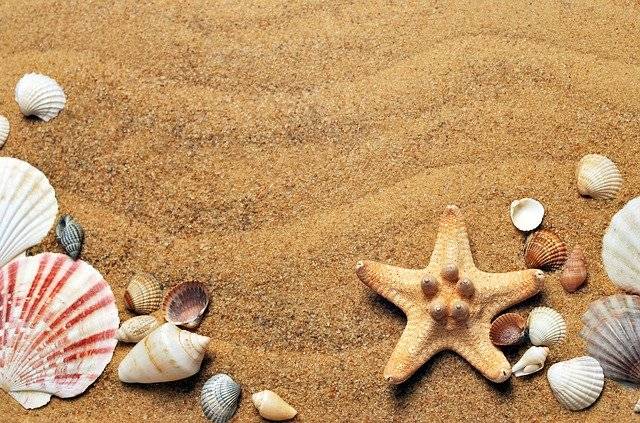 hrvaške plaže školjke