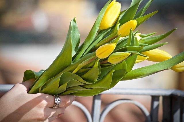 pomlad tulipani