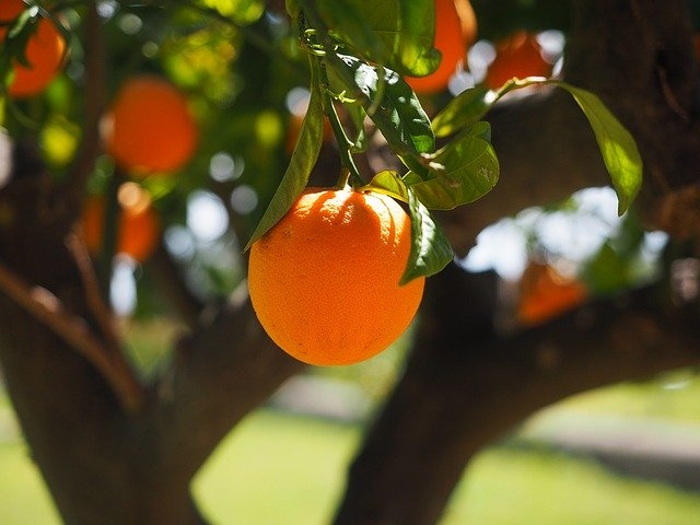 prehranska dopolnila vitamin