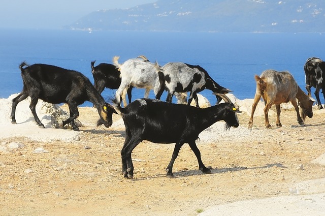 albanija potovanje po albaniji tirana koze