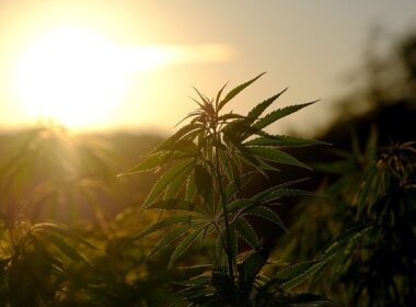 industrijska konoplja